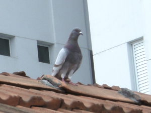 holubi v domácnosti