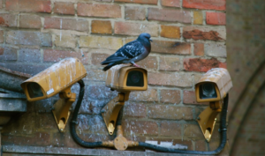 Holubí trus ve městě