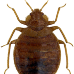 jak se zbavit štěnic