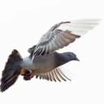 Jak se zbavit holubů