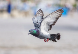 jak se zbavit holubů