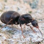 jak se zbavit mravenců