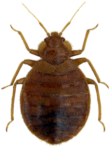 Jak se zbavit štěnic