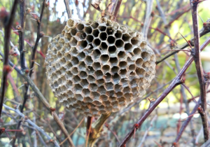 vosí hnízdo na stromě
