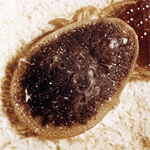 klistak-houbi