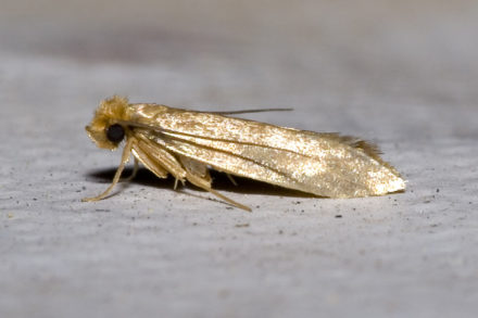Hubeni Molu