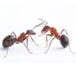 deratizace mravenců