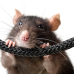 jak se zbavit myší