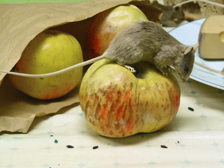 hubení myší v domácnosti