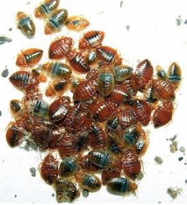 rozmnožování štěnice