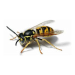 likvidace vosího hnízda