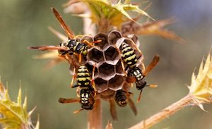 vosa obecná hnízdo