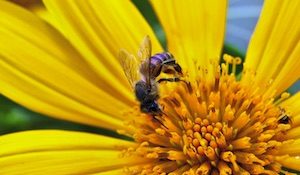 vosa obecná na květině - pyl, nektr