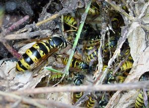 likvidace vosího hnízda