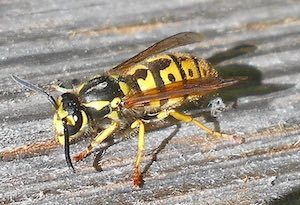 vosa útočná - popis